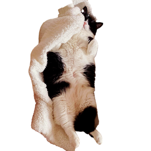 A Black And White Cat Enjoys A Cozy Nap Wrapped In A Soft Blanket Indoors. 12417 - Cat PNG image with transparent background